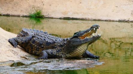 crocoparc-agadir